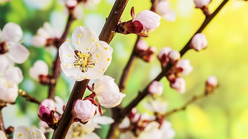 Apricot Flower blossoming, Nature Background