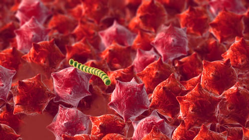 Worm In The Immune System