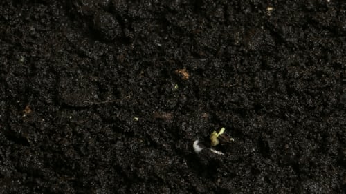 Growing Plants