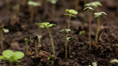Growing Plants