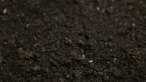 Growing Plants