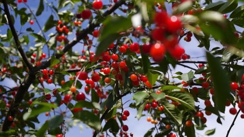 Red and Sweet Cherries on a Branch of Cherry Tree in Summer
