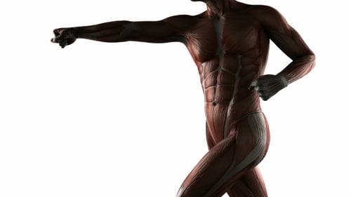 Detailed 3D Human Muscular System Rotation Animation