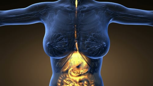 3D Human Torso with Glowing Digestive System Medical Animation