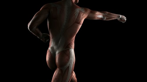 3D Human Muscular Anatomy Punching Animation