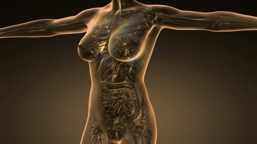 Transparent Female Body Scan with Glowing Organs and Systems