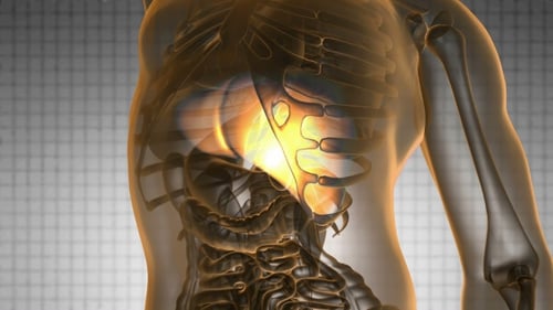 Anatomy Scan of Human Liver