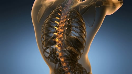 3D Human Spine Scan with Glowing Vertebrae Medical Animation