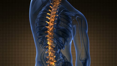 3D Animation of Glowing Human Spine in Transparent Body