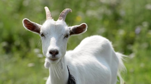Curious White Goat Standing in Grassy Field