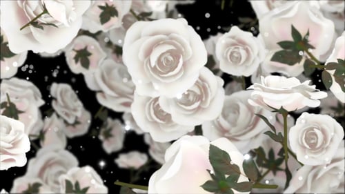 Roses Weiß