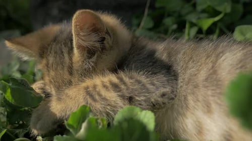 Young gray kitten playing with grass and other cats 4K 2160p 30fps UltraHD video - Little feline in