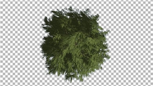 Langlebiger Baum von Western Red Cedar Crown von oben nach unten