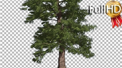 Western Red Cedar Nadelbaumstamm Immergrün