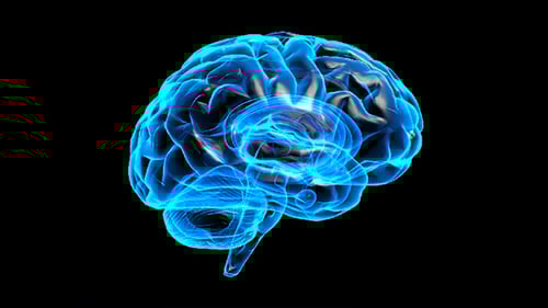 Transparent Brain Rotation #2