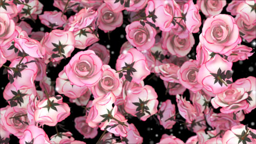 Rosa Rosen