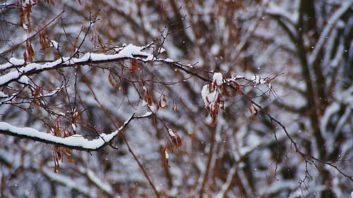 Snowy Winter Forest