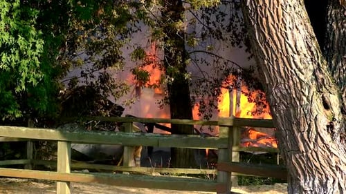 Fire in the Forest Trees are Burning