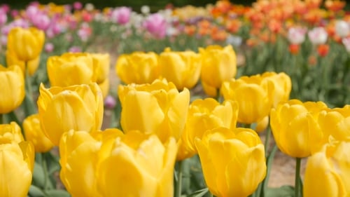 Radiant Yellow Tulips Blooming in Spring Garden