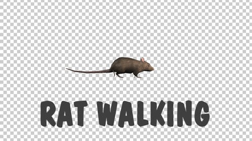 Walking Brown Mouse on Alpha Channel