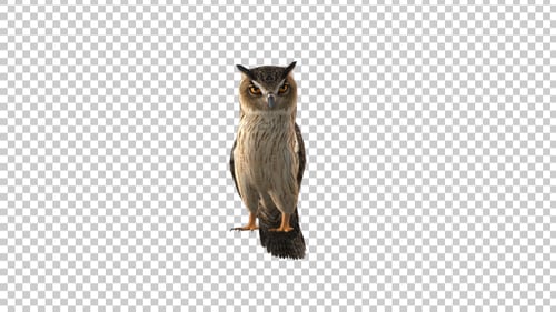 Owl Looking Around