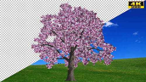 Money Tree