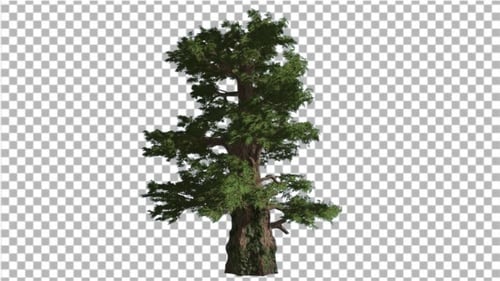 Western Juniper Coniferous Evergreen Tree