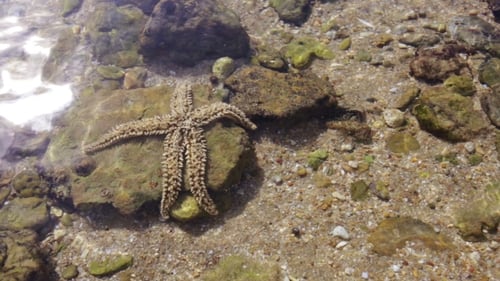 Starfish Immersed in Water.