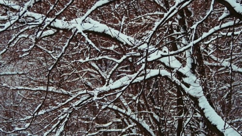 Winter Forest with Snowy Tree