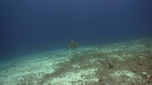 Sea Turtle Under Water.