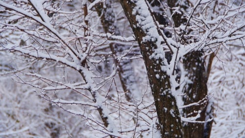 Winter Forest with Snowy Tree