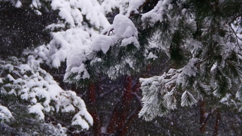 Sapins de Noël dans la neige hiver