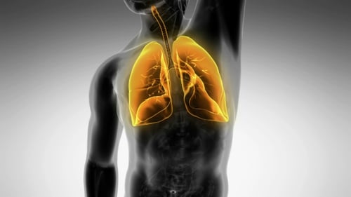 3D Human Lungs Respiratory System Rotating Medical Animation
