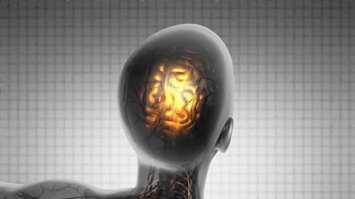 Anatomie des menschlichen Gehirns