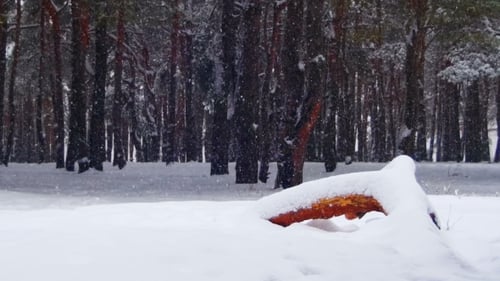 Winter-Kiefernwald-Hintergrund mit schneebedecktem Holzscheit
