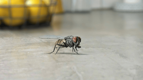 Animated 3D Housefly Flying and Walking Cycle Loops