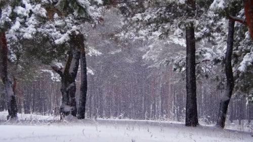 Schnee fällt im Winter Kiefernwald mit verschneiten Weihnachtsbäumen