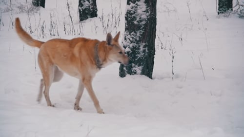 Dog Walking in Winter Forest.
