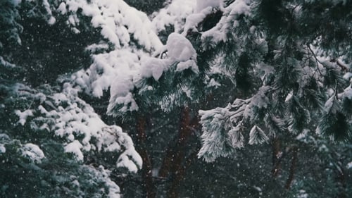 Schnee fällt im Winter im Kiefernwald mit verschneiten Weihnachtsbäumen.