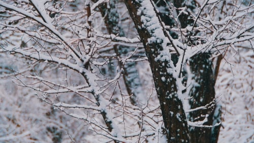 Winter Forest with Snowy Tree