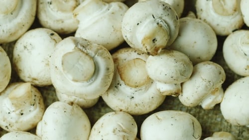 Recently Cut Fresh Mushrooms