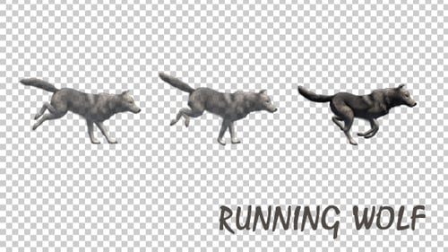 Realistic Black Dog Running Animation