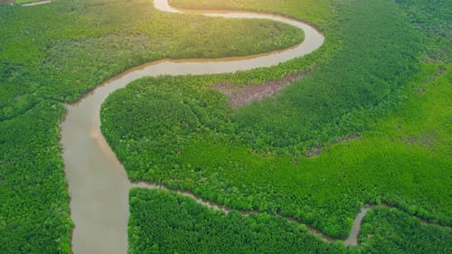 Aerial view green mangrove forest nature tropical rainforest