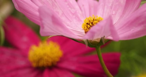 Cosmos bipinnatus, commonly called the garden cosmos or Mexican aster