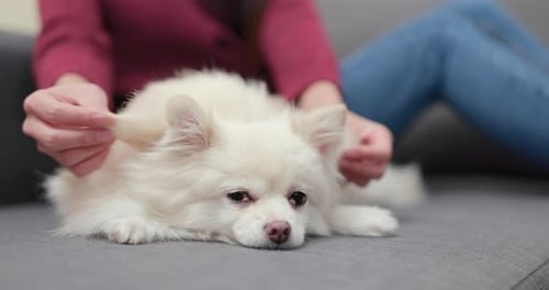 Gentle Petting of a White Dog on Couch