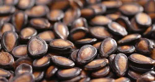 Pile of Melon Seeds, Close Up View