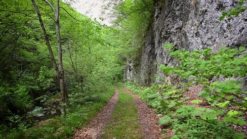 Picturesque path in the spring forest