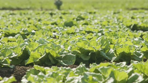 Lettuce plants in a large agricultural field, tracking shot