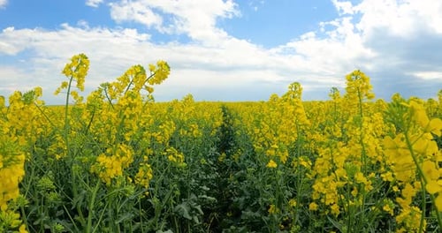 Gelbe Rapsblüten vor bewölktem Himmel