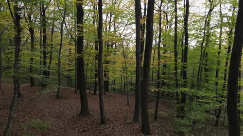 Drone View in the Forest